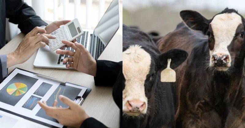 Nazirliyin 5 milyon ödədiyi minlərlə mal qara yoxa çıxıb ŞOK FAKTLAR