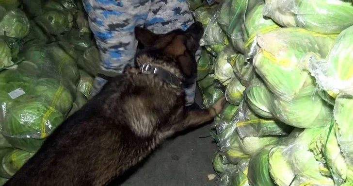 В Билясуваре пресечена контрабанда наркотиков, замаскированных под овощи