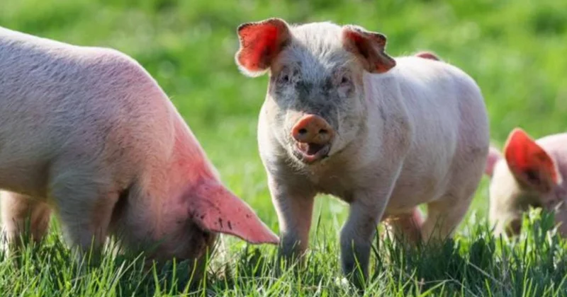 Россияне смогут пересаживать себе органы свиньи Minval Politika