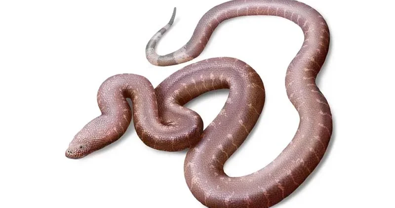 Muzey şkafında 37 milyon illik sirr