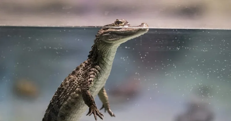 Okeanı asanlıqla keçən ən böyük sürünən...