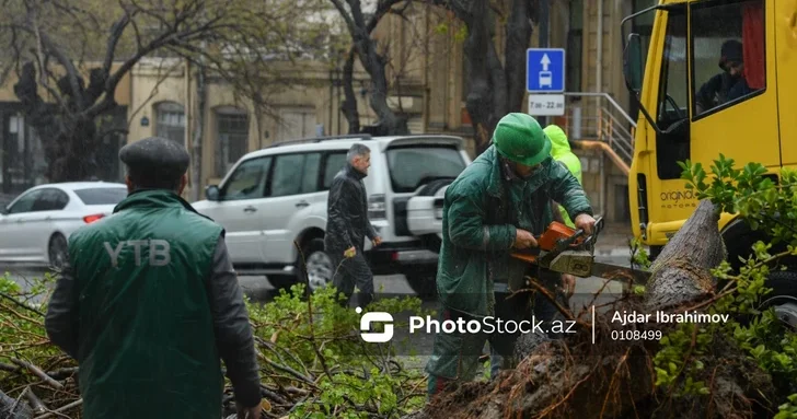 Стихия наступает: какие меры принимают в Баку против падения деревьев