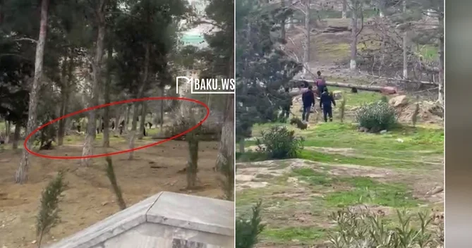Sumqayıtda Göyərçin abidəsinin ətrafındakı ağaclar kəsilir