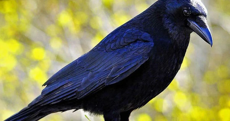 Sumqayıtda qarğalar kütləvi tələf olur: Virus, yoxsa rəvayət? AÇIQLAMA FOTO