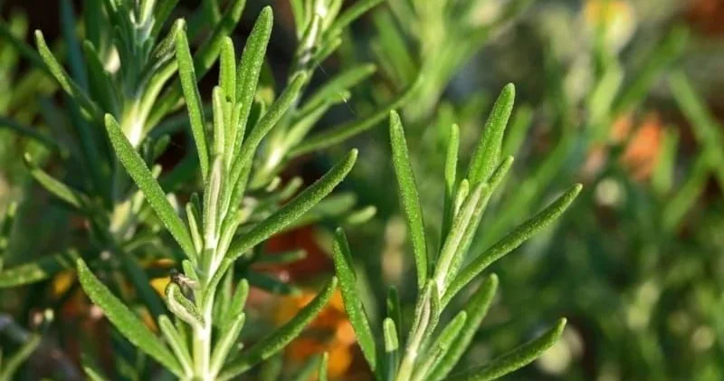 Unutqanlığa faydalı bitki Tələbələr otağa qoysun
