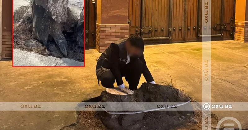 Ceyranbatanda qurumuş ağac MÜBAHİSƏSİ: Sakin təhlükəni aradan qaldırdığını deyir, ETSN isə ziyan hesablayıb