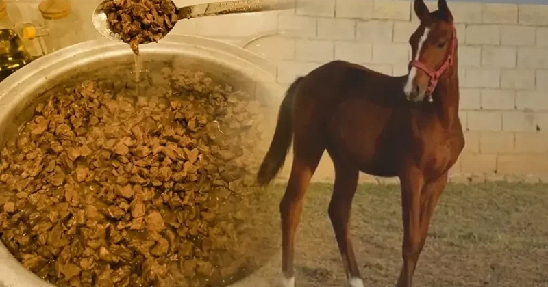 Kasıblara payladıqları qovurma at ətindən hazırlanıbmış FOTO