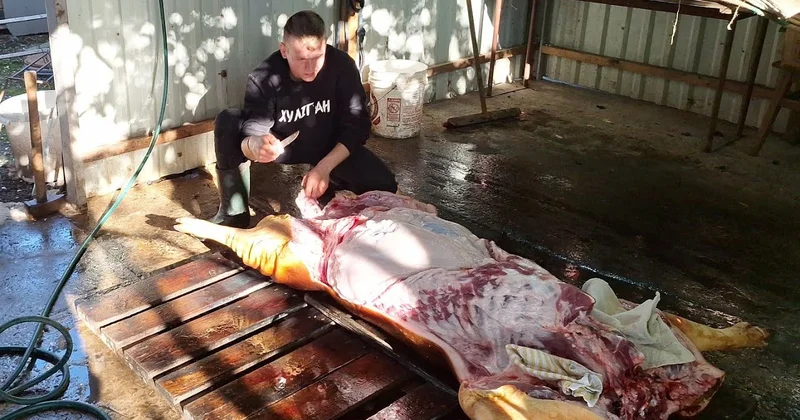 Azərbaycanda ət bahalaşacaq SƏBƏB BUDUR KONKRET