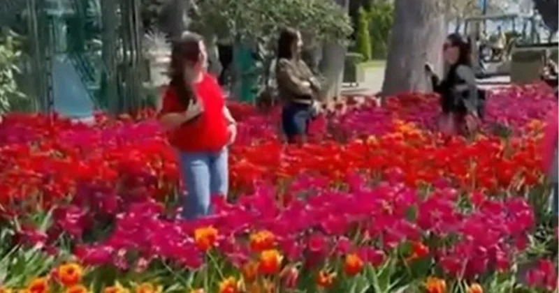 Вандалов, повредивших цветы в парке Баку, привлекут к ответственности Minval Politika