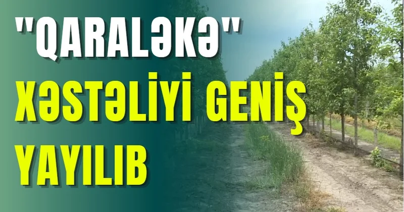 Alma bağlarında xəstəlik yayılıb