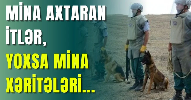 Mina axtaran itlər, yoxsa mina xəritələri...