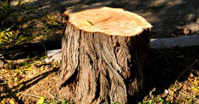 Biləcəridə ağaclar kütləvi şəkildə niyə qırılır? AÇIQLAMA