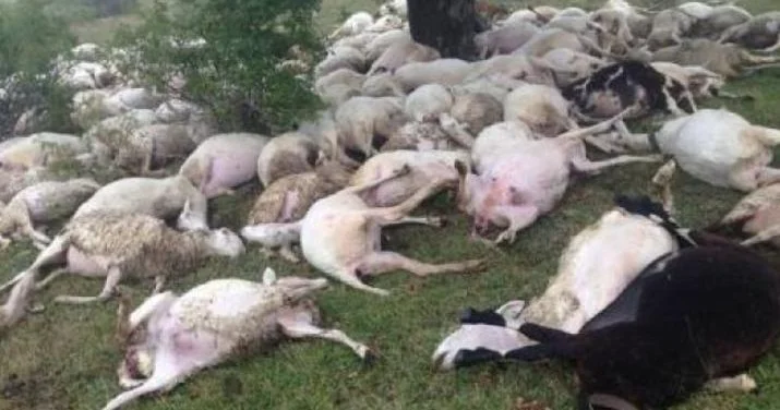 Bakı Ağstafa sərnişin qatarı 37 heyvanı vurdu