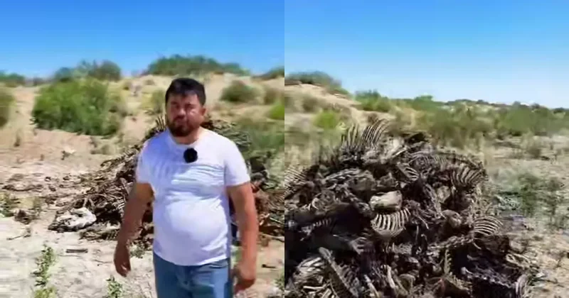 В Узбекистане обнаружена территория, усеянная скелетами: ВИДЕО