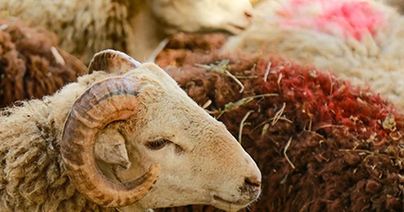 Ölkə üzrə qurbanlıq məntəqələr müəyyənləşdi TAM SİYAHI
