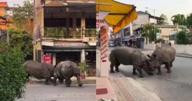Драка двух носорогов посреди города попала на видео