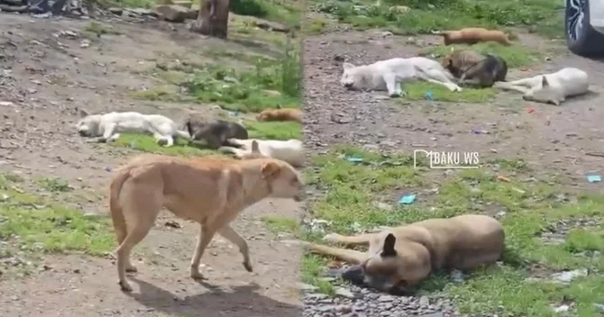 Nərimanovda sahibsiz itlər QORXU SAÇDI Sakinlər küçəyə çıxa bilmirlər