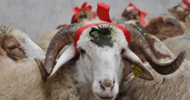 Qurbanlıq heyvanlar bu ünvanlarda kəsilib satılacaq