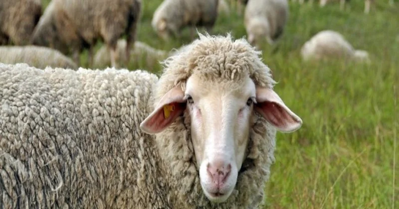 Ölkə üzrə 134 ünvanda qurbanlıq heyvanların satışı və kəsimi təşkil olunacaq SİYAHI