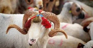 Qurban bayramı yaxınlaşır Heyvan bazarında qiymətlər necədir?