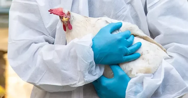 Tarixdə ilk dəfə: H5N1 quş qripi ev pişiyindən insana keçdi