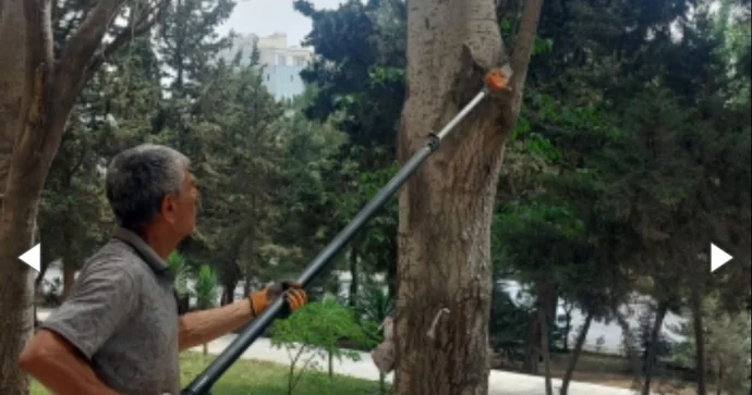 Ağacların budanması üçün 4 ay əvvəl müraciət edib, növbə gəlib çatmayıb ŞİKAYƏT