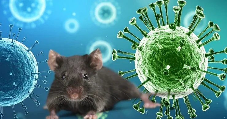 Hantavirus la bağlı narahatlıq artır Virus nə dərəcədə təhlükəlidir?