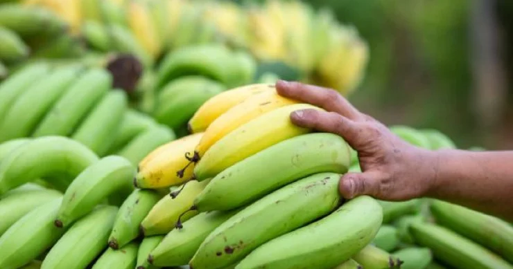 Yaşıl banan xərçəngə yoluxmanın qarşısını alır