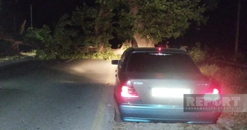 Oğuz rayonunda külək irigövdəli ağacı avtomobil yoluna aşırıb, yol bağlanıb