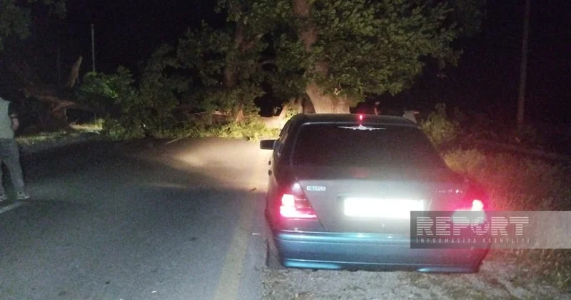 В Огузском районе упавшее на дорогу дерево заблокировало движение