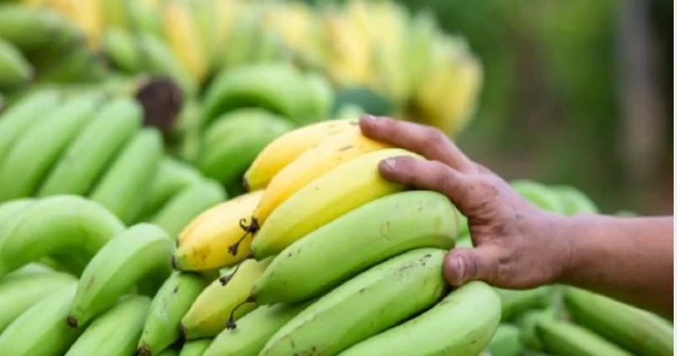 Yaşıl banan xərçəngə yoluxmanın qarşısını alır