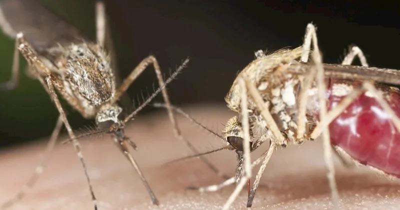 Berlində təhlükəli virus yayılmağa başlayıb