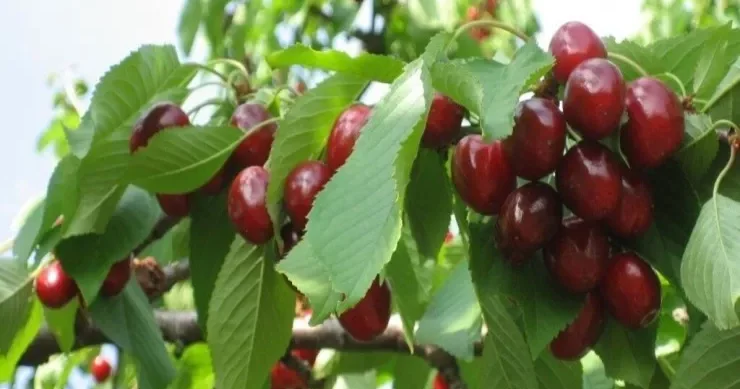 Gilas hansı xəstəliklərdən qoruyur?