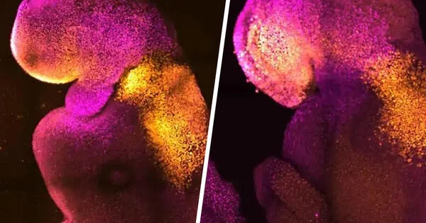 Biololoqlar embrion hüceyrələrinin orqanizmi necə qurmağa başladığını müəyyən ediblər