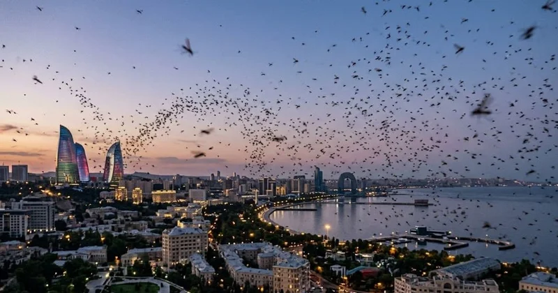 Bakı sakinləri təşvişdə Yayılan bu sirli həşərat nədir?