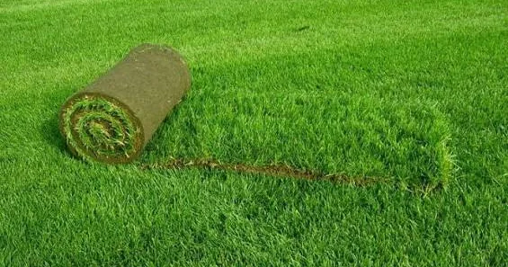 Qazonu nə vaxt biçmək lazımdır?