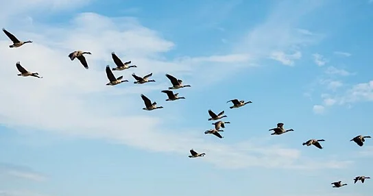 Niyə köçəri quşlar həmişə hara uçacaqlarını bilirlər?