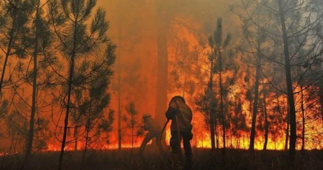 Rostov vilayətində meşə yanğını 50 hektara çatıb