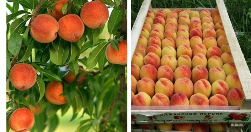 Rusiya qadağa qoydu: Azərbaycanda ucuzluq başladı FOTO