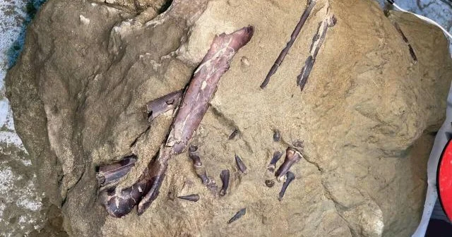 Çində nəhəng dinozavr qalıqları tapılıb…