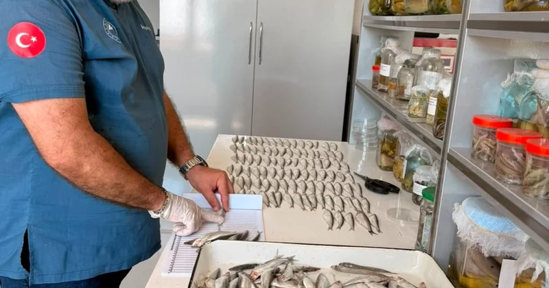 Xəzərdə balıq ehtiyatları öyrənilir