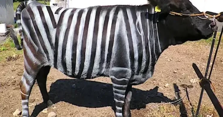 İnəkləri milçəklərdən qorumaq üçün zebra kimi boyadılar VİDEO