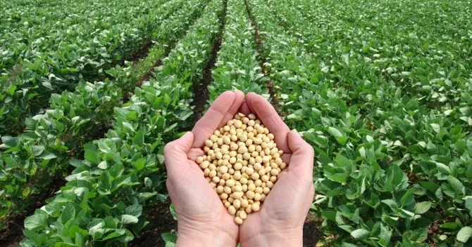 Soya tonu 1000 manata, buğdadan və pambıqdan da sərfəli. Niyə özümüz becərmirik?