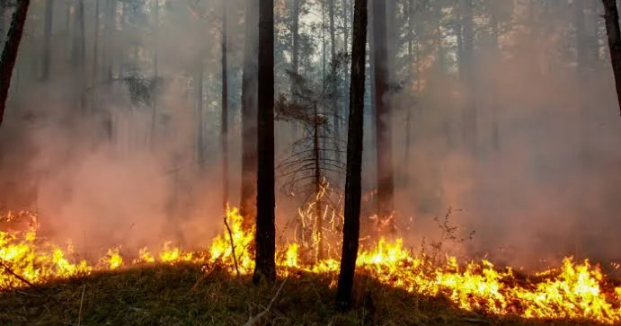 Лесной пожар на окраине Парижа