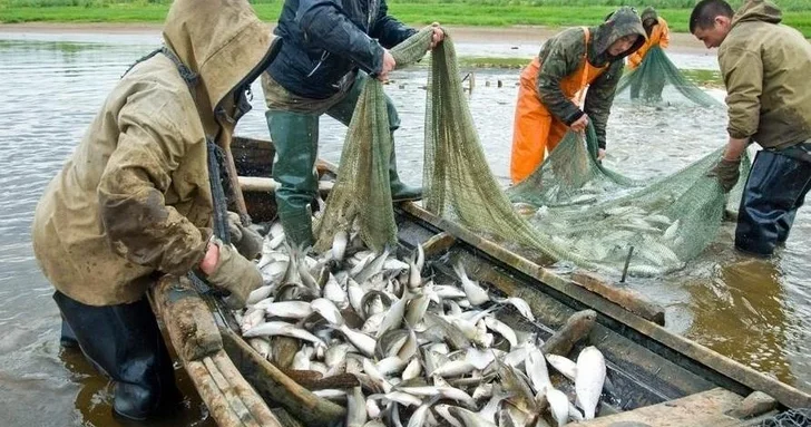 Рыболовство выведут из под моратория на проверки: Милли Меджлис готовит важные изменения