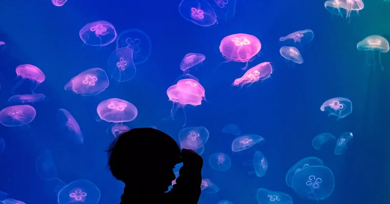 Həkim meduza yanığı zamanı nə etmək lazım olduğunu açıqlayıb
