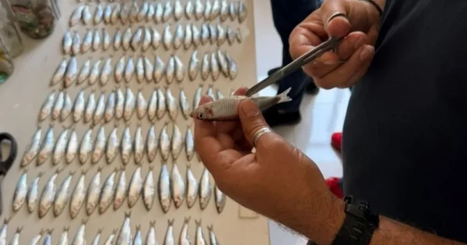 Xəzər dənizində balıq ehtiyatları üzrə elmi tədqiqat ekspedisiyası keçirilir