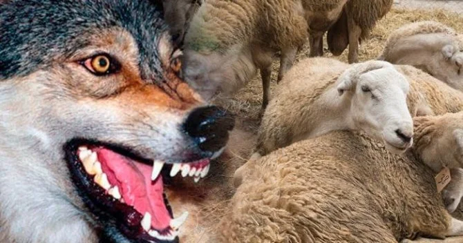 Vəhşi heyvanı öldürmək olmaz? “Çox zamanlar sui istifadə halları olur”