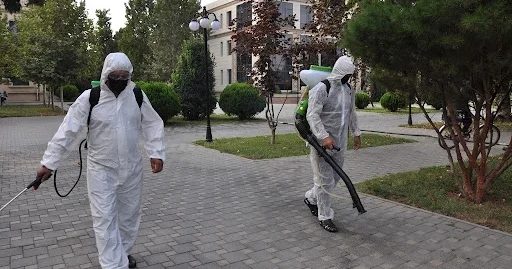 Sumqayıtda bəzi evləri və ağacları qurd basıb, şəhərdə dezinfeksiya işləri aparılır