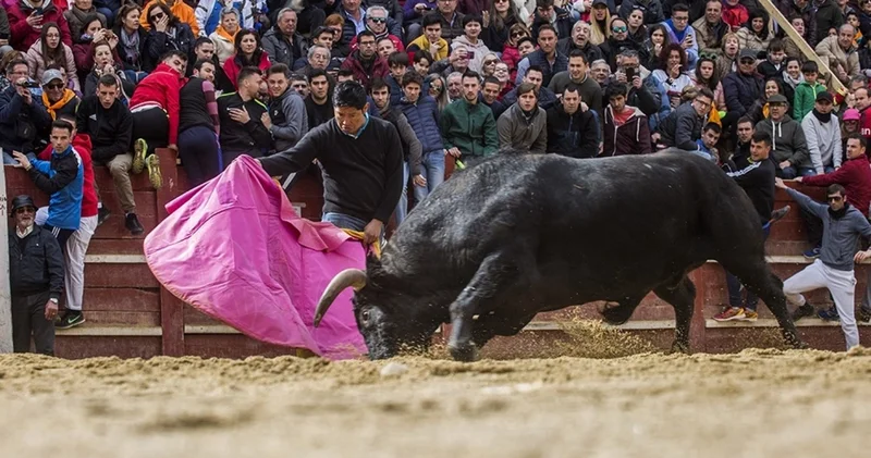 Kolumbiyada qalmaqallı festival: Öküz toreadoru buynuzu ilə vurub öldürdü